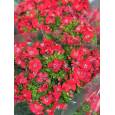 Dianthus Amazon Rojo 80cm x10