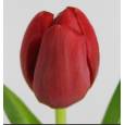 Tulipan Hol. Rescue 40cm Rj