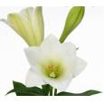 Longiflora Hol. Watch Up 90cm 1 flor