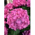 Hortensia Rodeo Rood 80cm x5 Rs Ø20