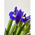 Iris Hol. Blue Magic 60cm 45gr