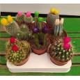 P. Cactus Nac. Flor "Caja" 8.5/15cm (Precio x8 uds.)