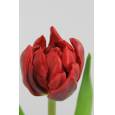 Tulipan Hol. Doble Red Princess  40cm