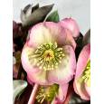 Helleborus Pennys Pink 40cm x5