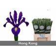 Iris Hong Kong 60cm 40gr