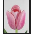 Tulipan Hol. Tresor 40cm Rs.