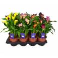 P. Calla Mixta 14/40cm x8  -BB Plants-
