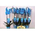 P. Phalaenopsis Ov. Azul 12/75cm 2T x10 -Joflor-