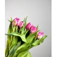 Tulipan Hol. Double Prince  35cm