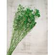 Paniculata Seca Verde 80cm (10 Tallos)