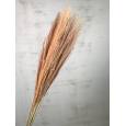 Miscanthus Seco Natural 75cm (10 Tallos)