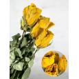 Rosa Seca Yelloween 60cm (5 Tallos)