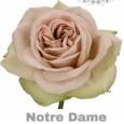 Rosa Hol. Notre Dame+ 50cm x10
