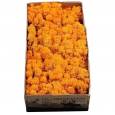 Caja Musgo Liofilizado Naranja 500g