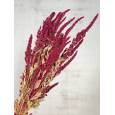 Amaranthus Seco Natural Rojo 60cm 120g