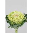 Brassica Hol. White Lady 60cm x5