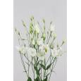 Lisiantus Hol. Botanic White 70cm 85gr x10