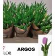 Tulipan Hol. Argos 40cm Mal.