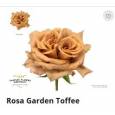 Rosa Toffee 60cm x12 Tall.