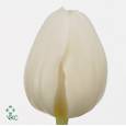 Tulipan Hol. Update 35cm Bl.