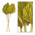 Palms Spear Seco Amarillo Mediano 40cm (4 Tallos)