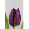 Tulipan Hol. Angola 40cm Morado