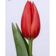 Tulipan Hol. First Star 40cm