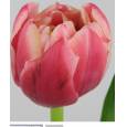Tulipan Hol. Doble Columbus 40cm Bic. (7 Dias - 2)