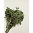 Broom Bloom Preservado Verde 45cm 130g