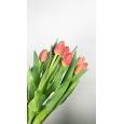 Tulipan Hol. Verandi Bicolor rojo 40cm (7 Dias - 2)