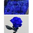 Rosa Ecu. Mondial Tintada Azul 70cm x25 (7 Dias - 2ª)