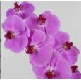 Phalaenopsis Happy Valentine x25 (7 Dias - 2)