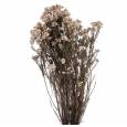 Flor de Arroz Preservada Blanca 30-60cm 120g