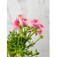 Ranunculos Italia Elegance Rosa 45cm x10 (7 Dias - 2)