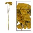 Achilea Seca Amarilla 70cm (3 Tallos)