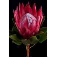 Protea Cy Madiba 50cm x1-tallo Roja (7 Dias - 2)