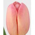 Tulipan Hol. Ace Pink 35cm Rosa
