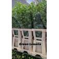 Lunaria Green 70cm 200gr