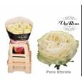 Rosa Hol. Pure Blonde 50cm x10 Bl. Vip Roses (7 Dias - 2ª)