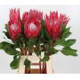 Protea Cy Madiba 70cm x1-tallo Roja (7 Dias - 2ª)