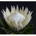 Protea Cynaroides Blanco 50cm " Unidad " (7 Dias - 2ª)