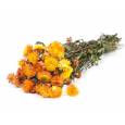 Helichrysum Seco Naranja 45cm 100g