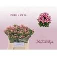 Bouvardia Hol. Pink Jewel 40cm