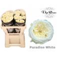 Rosa Hol. Paradise White 50cm x10