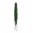 Amaranthus Preservado Verde Oscuro 40-70cm 150g