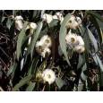 Eucaliptus Alargado Flor Blanca 70cm