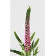Veronica Smart Iselle 60cm rs. x25 tall