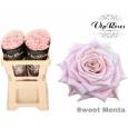 Rosa Hol. Sweet Menta 60cm x10 "Vip Roses"