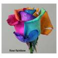 Rosa Ecu. Rainbow Arcoiris 50cm x25