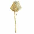 Palms Spear Seco Mediano Natural 35cm (4 Tallos)